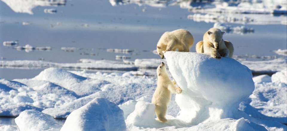 Croisière en Norvège au soleil de minuit et tour complet du Spitzberg : de l’Isfjord aux réserves de l’est du Svalbard