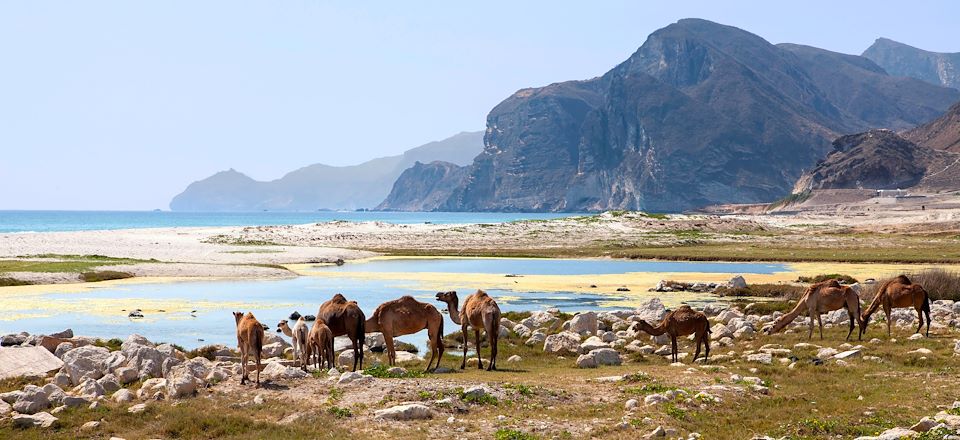 De Mascate à Salalah en suivant la côte