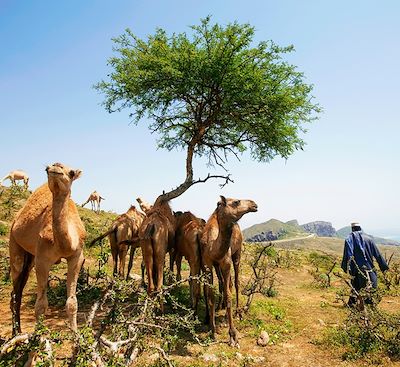 Grand tour d'Oman du nord au Sud : hors des sentiers battus Salalah dans le Dhofar, wadis, île de Masirah, désert et plages !