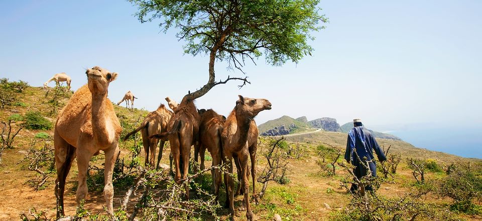 Grand tour d'Oman du nord au Sud : hors des sentiers battus Salalah dans le Dhofar, wadis, île de Masirah, désert et plages !