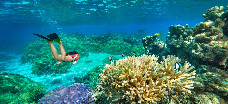 Plongée à Tahiti, et les îles de Moorea, Rangiroa et Fakarava. Une aventure vingt mille lieues sous les mers