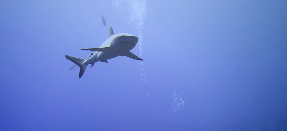 Entre lagons infinis et passes légendaires, explorez les profondeurs des Tuamotu, un voyage plongée d'exception en Polynésie