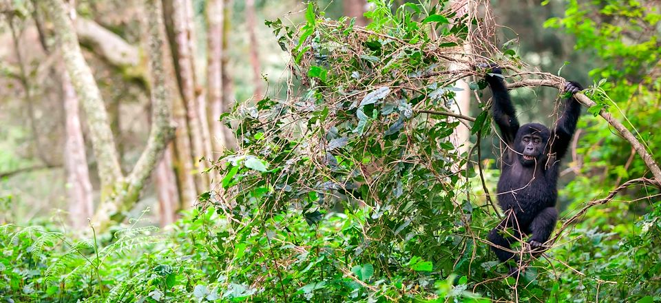 Autotour combiné Rwanda et Ouganda, avec trek gorilles à Bwindi, trek chimpanzés et singes dorés et safari dans l'Akagera
