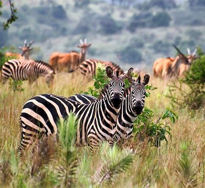 Rencontre de la faune exceptionnelle du Rwanda : Safari dans l'Akagera et observation des Gorilles, Chimpanzés et Singes dorés !