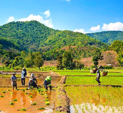 La Thaïlande à vélo avec une aventure au fil du Mékong, itinéraire au cœur des rizières à la rencontre des peuples des montagnes.