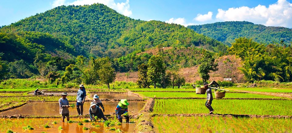 La Thaïlande à vélo avec une aventure au fil du Mékong, itinéraire au cœur des rizières à la rencontre des peuples des montagnes.