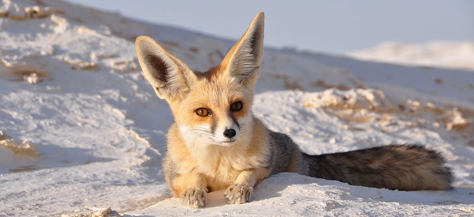 Voyage en Tunisie pour explorer le Grand Erg oriental, au rythme de la caravane, et découvrir la faune du désert...