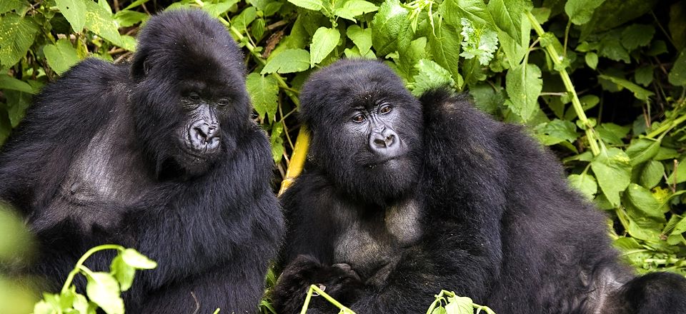 Découverte de l'Afrique dans toute sa splendeur : safari d'exception entre Tanzanie et Rwanda à la rencontre des gorilles 