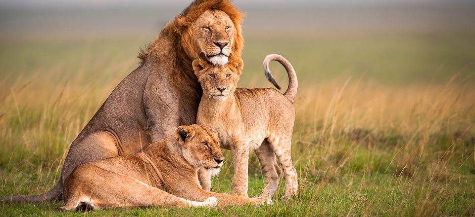 Safari en 4x4 dans les parc du Serengeti, du Tarangire et du cratère du N'Gorongoro, balades au Lac Natron et à Mto Wa Mbu
