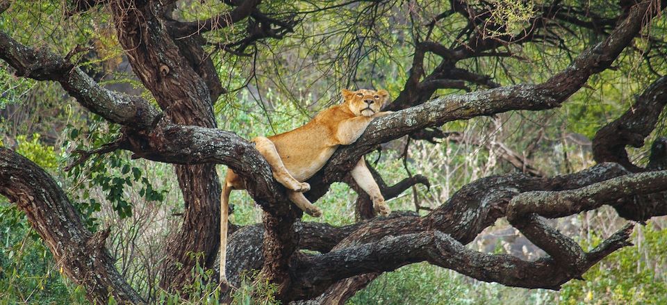 Safari grandeur nature en lodge... 