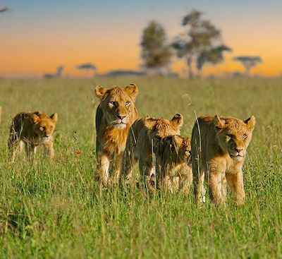 Safari confort dans les parcs du Serengeti, N'Gorongoro et Tarangire et balades au Lac Natron en camps de toile et lodges