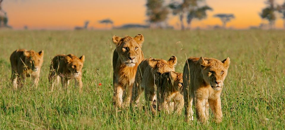 Safari confort dans les parcs du Serengeti, N'Gorongoro et Tarangire et balades au Lac Natron en camps de toile et lodges