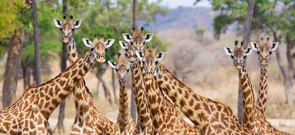 Safari en famille dans les plus beaux parcs du nord de la Tanzanie, avec nuits en lodge de charme et camp de toile tout confort 