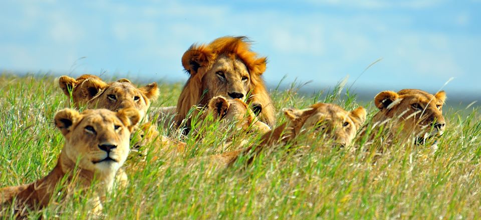 Road Trip en Tanzanie combiné avec Zanzibar, un safari en 4x4 tente de toit du lac Manyara au Tarangire via le cratère Ngorongoro