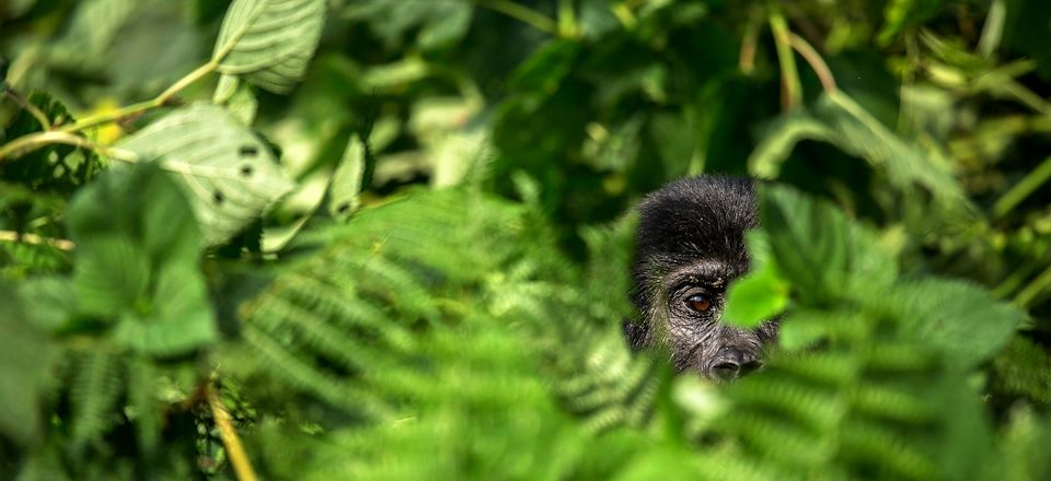 Trek gorilles en Ouganda en voyage sur mesure, avec randonnée à Rwenzori, safari à Queen Elizabeth et trek chimpanzés