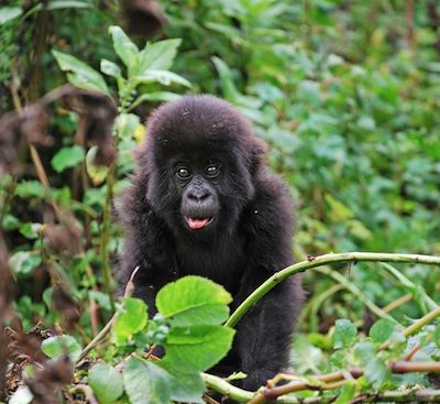 Rencontre avec les Gorilles et les Chimpanzés et Safaris dans les parcs nationaux Queen Elizabeth, Murchison Falls et Mburo