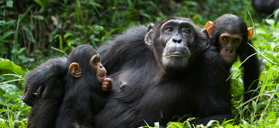 Ouganda-Rwanda: Gorilles, Chimpanzés, parcs animaliers, Lac Kivu- à pied, en véhicule et en bateau