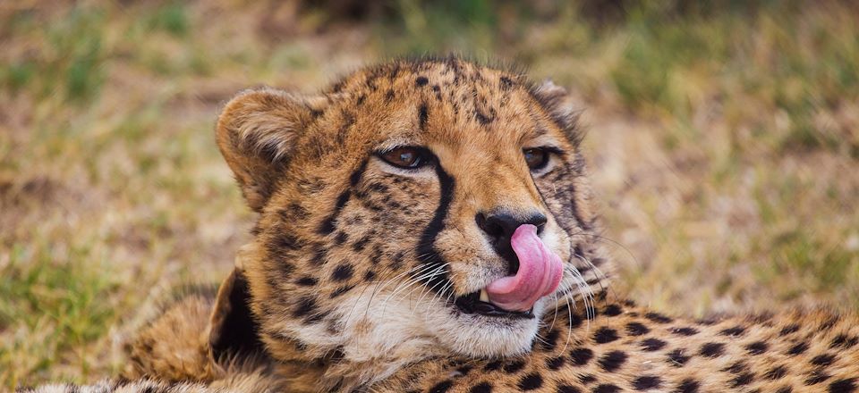 Safaris dans les plus beaux parcs animaliers: P.N de Kidepo, P.N de Murchison et Chimpanzés dans la forêt de Kibale