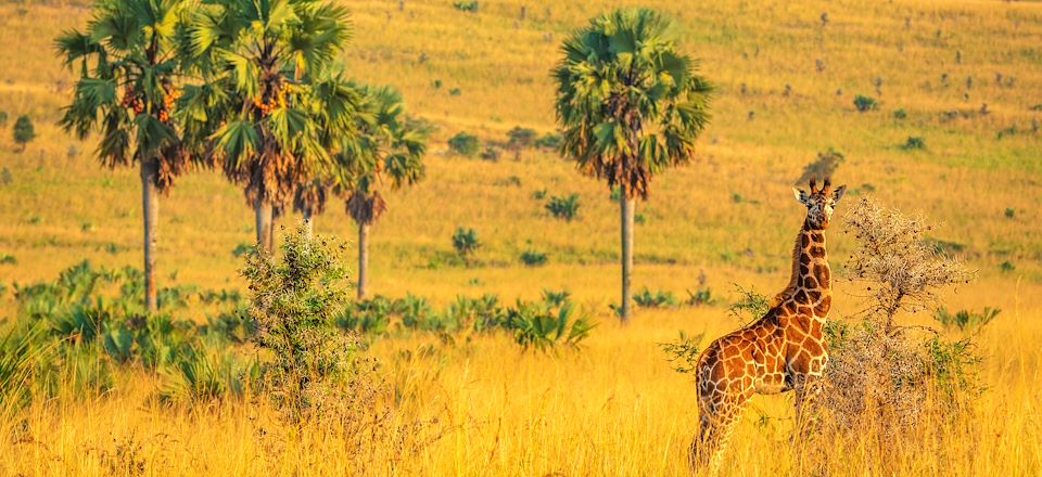 Notre circuit le plus complet : Gorilles, chimpanzés, safaris dans les parcs Kidepo, Murchison Falls, Queen Elizabeth, Mburo...