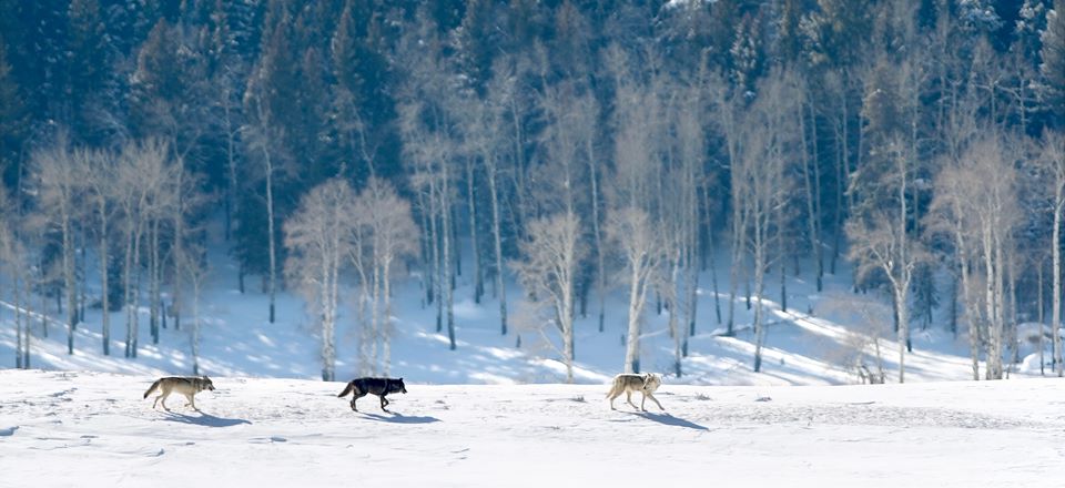 Voyage dans le Parc National du Yellowstone en hiver avec 3 jours dédiés à l'observation des loups et de la faune du parc