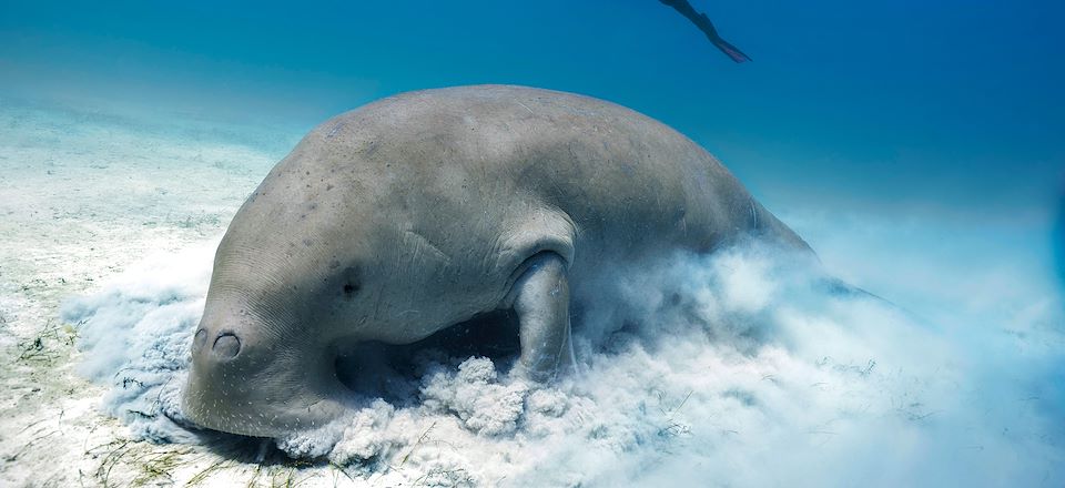 Séjour entre mer et terre au Vanuatu : Éfaté, Tanna et Santo pour un mélange d’aventures terrestres et de plongées inoubliables