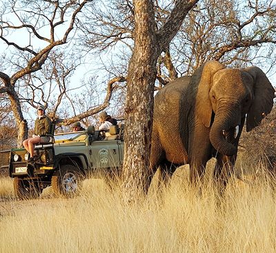 Une semaine de safaris guidés avec un ranger francophone, dans un beau lodge de la réserve de Balule, qui borde le Kruger.