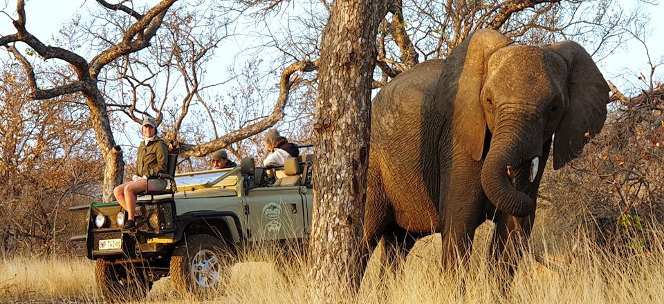 Une semaine de safaris guidés avec un ranger francophone, dans un beau lodge de la réserve de Balule, qui borde le Kruger.