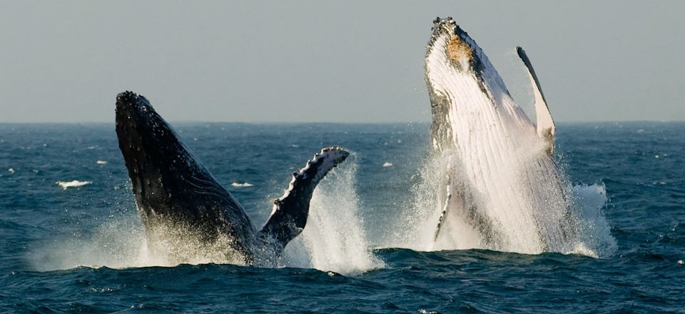 Du Kruger au Mozambique : A la recherche des Big five ou autres requin-baleines !