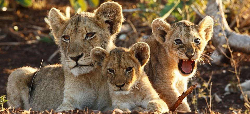 Un autotour en famille entre safari et découverte pour explorer les plus beaux sites d'Afrique du Sud avec des enfants