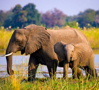 Découverte des Chutes Victoria et safari en 4x4, en canoë et à pied dans les mythiques parcs du Lower Zambezi et de South Luangwa 