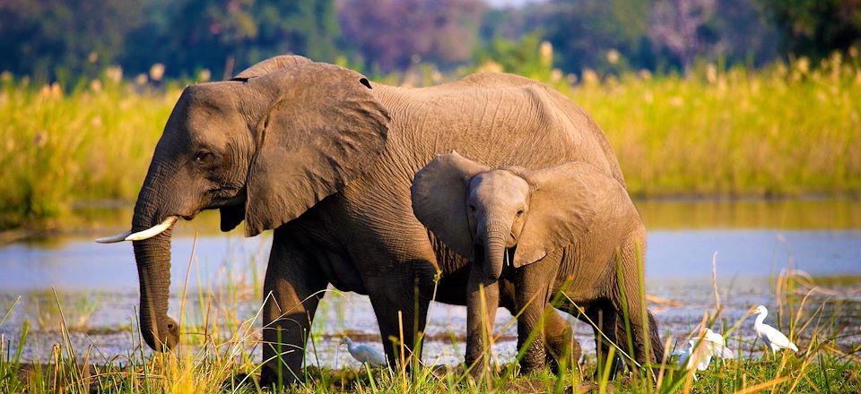 Découverte des Chutes Victoria et safari en 4x4, en canoë et à pied dans les mythiques parcs du Lower Zambezi et de South Luangwa 