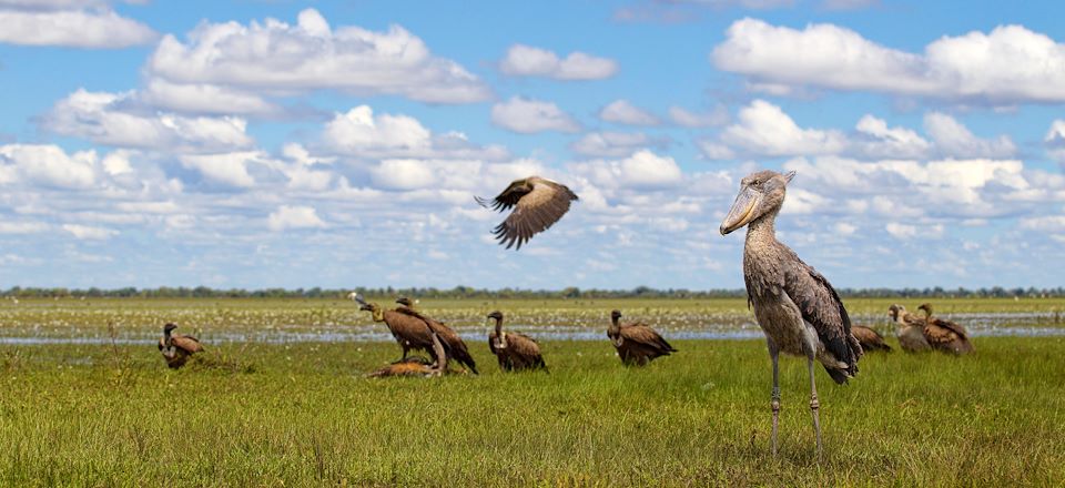 Selfdrive à travers les parcs du nord zambien, chauves souris à Kasanka, bec-en-sabot à Bangweulu et fauves du South Luangwa