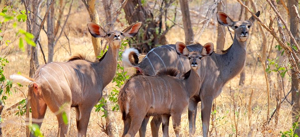 Un itinéraire à la découverte des trois joyaux du Zimbabwe, les monts Matopos, le parc de Hwange et les chutes Victoria