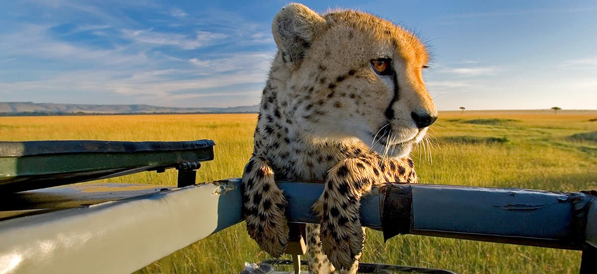Safari Tous Nos Voyages Safaris En Afrique