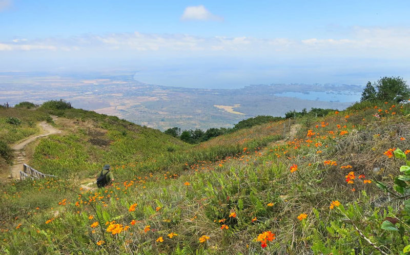 Champs d'orchidées sur le volcan Mombacho