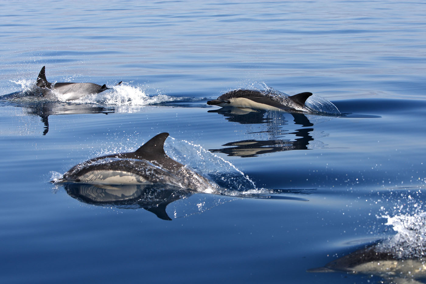 A la rencontre des dauphins communs à bec court