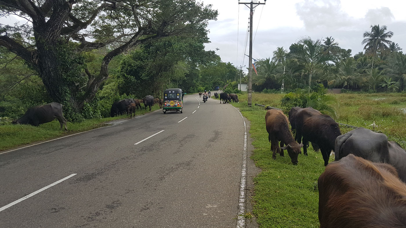 Sur les routes sri lankaises, il y a du monde !