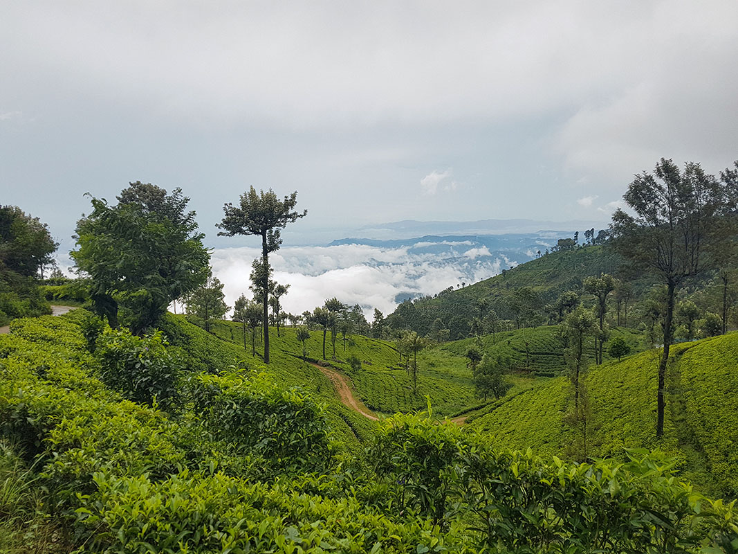 Plantations de thé à Haputale 