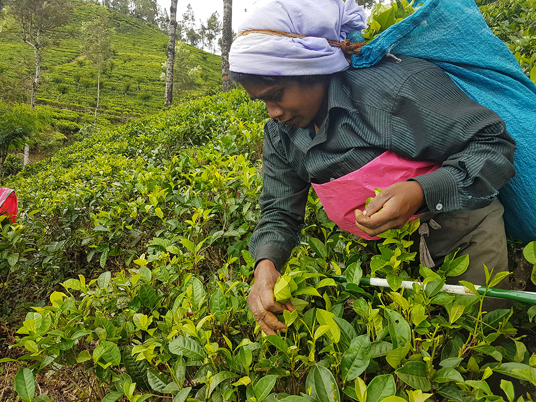 Cueilleuse de thé dans les plantations d'Haputale