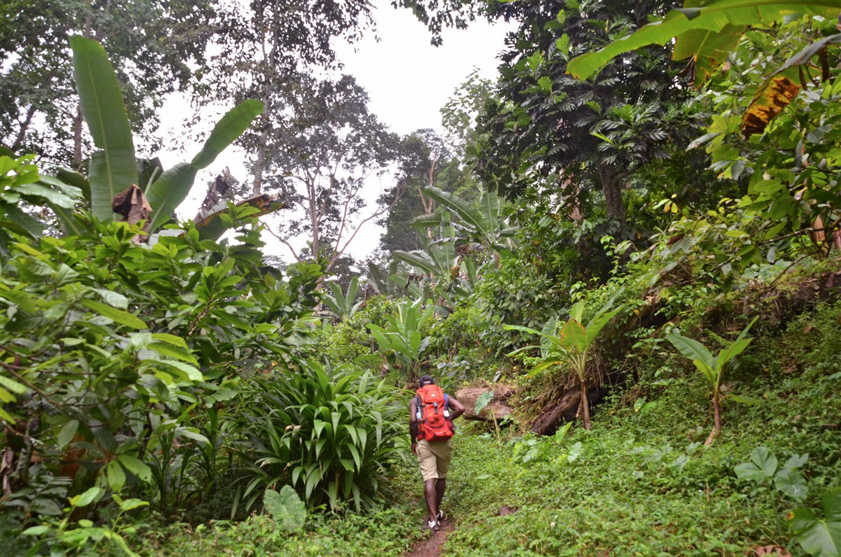 Sao Tomé et Principe, randonnée entre Bombain et Claudino Faro, parc naturel Obo