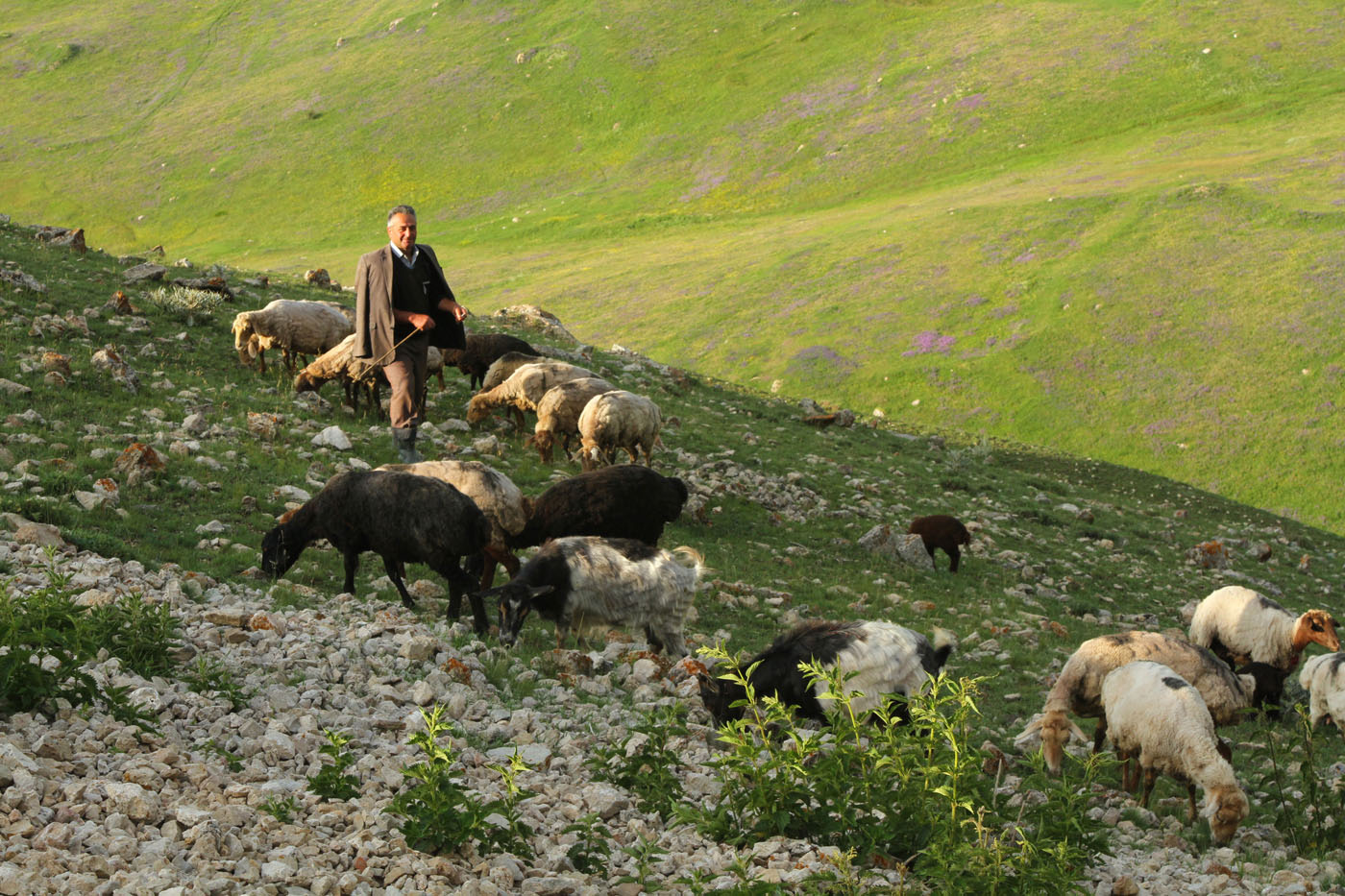 Azerbaïdjan, un berger et son troupeau dans le Caucase