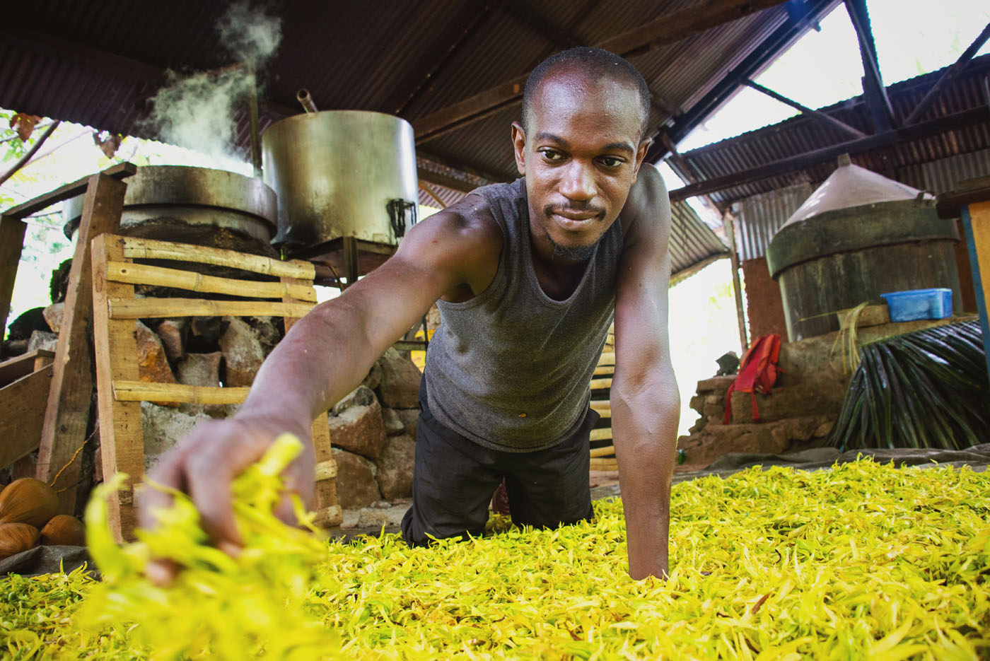 Un artisan d'huiles essentielles d'Ylang-Ylang