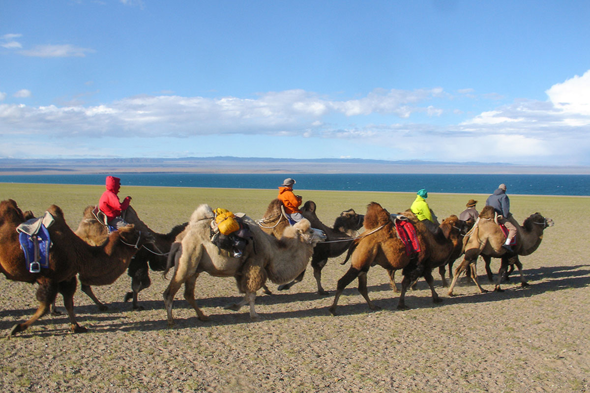 Sur la Route du sel, la traversée de la Mongolie se fait le plus souvent à dos de chameaux.