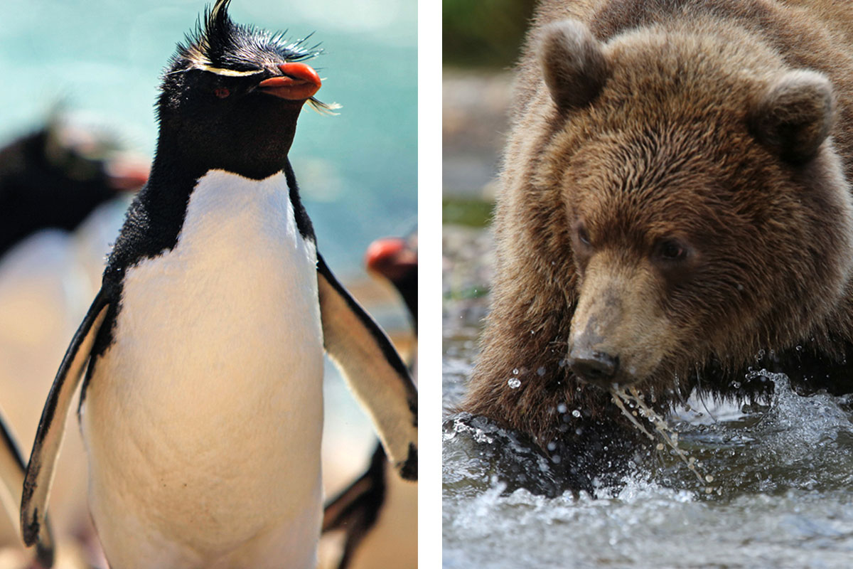 De gauche à droite : Gorfous dans les îles Falkland, au cœur des Malouines - Ours dans la péninsule du Kamtchatka, à l'extrême Ouest de la Russie.