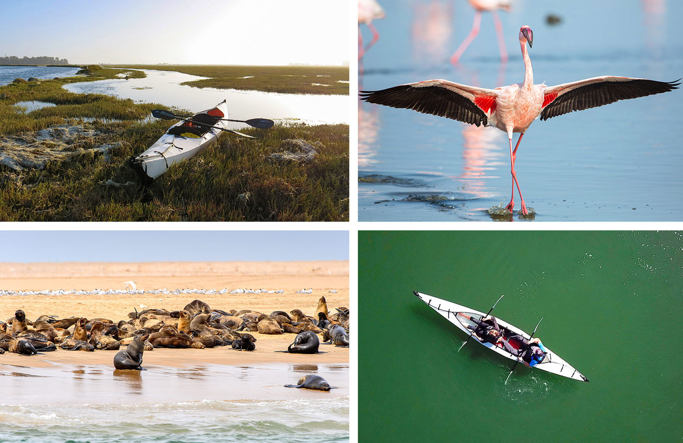 Safari sur mesure en kayak; Flamant rose; Phoques; Safari sur mesure en kayak