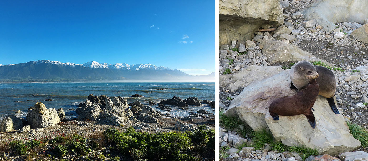 A gauche : Balade sur le long du littoral à Kaikoura - A droite : Phoques sur une plage à Kaikoura