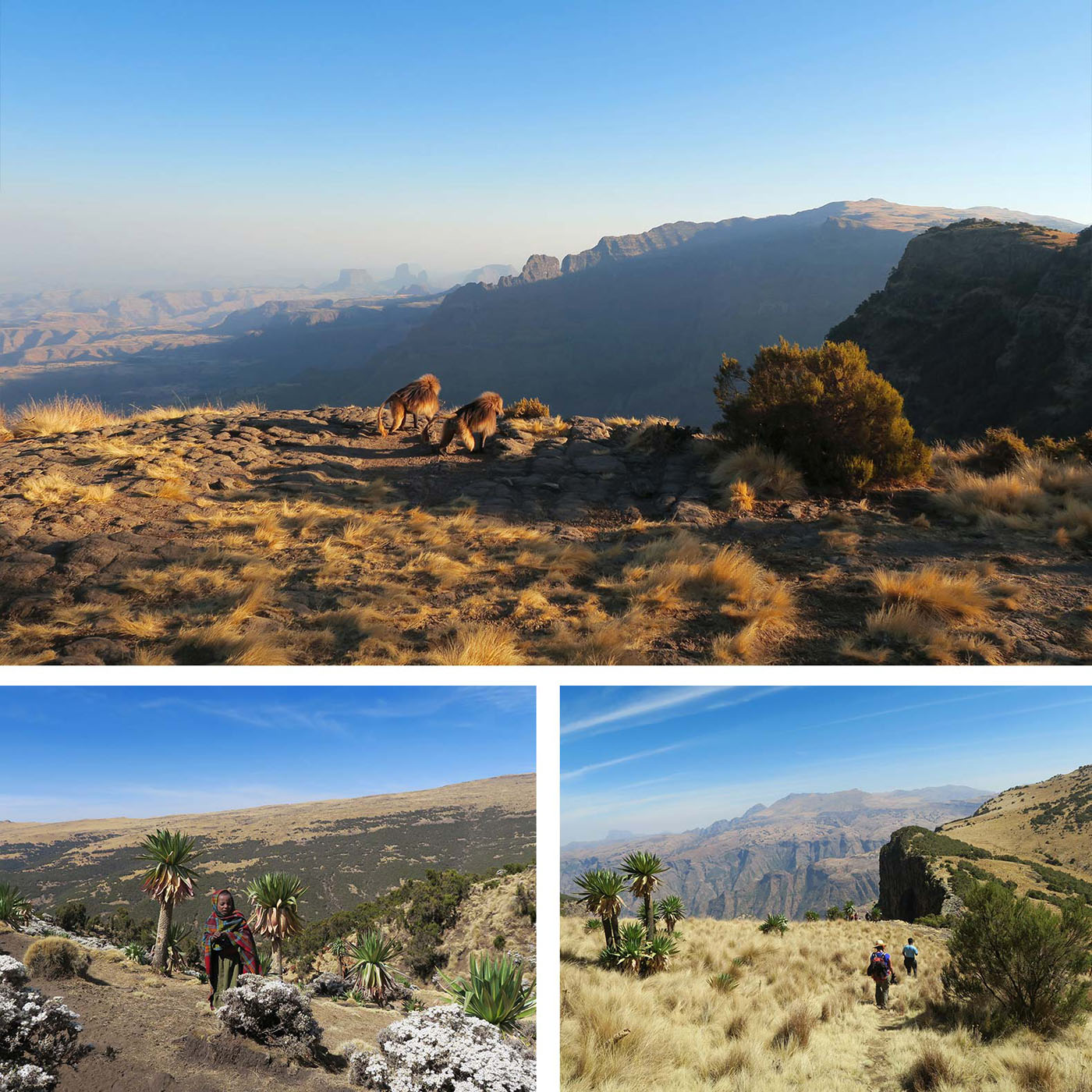 En haut : Singes géladas dans le parc national du SimienEn bas : Rencontre et randonnée dans le parc national du Simien