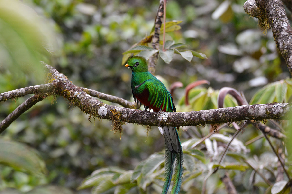 Un quetzal dans une forêt tropicale, emblème du Costa Rica 
