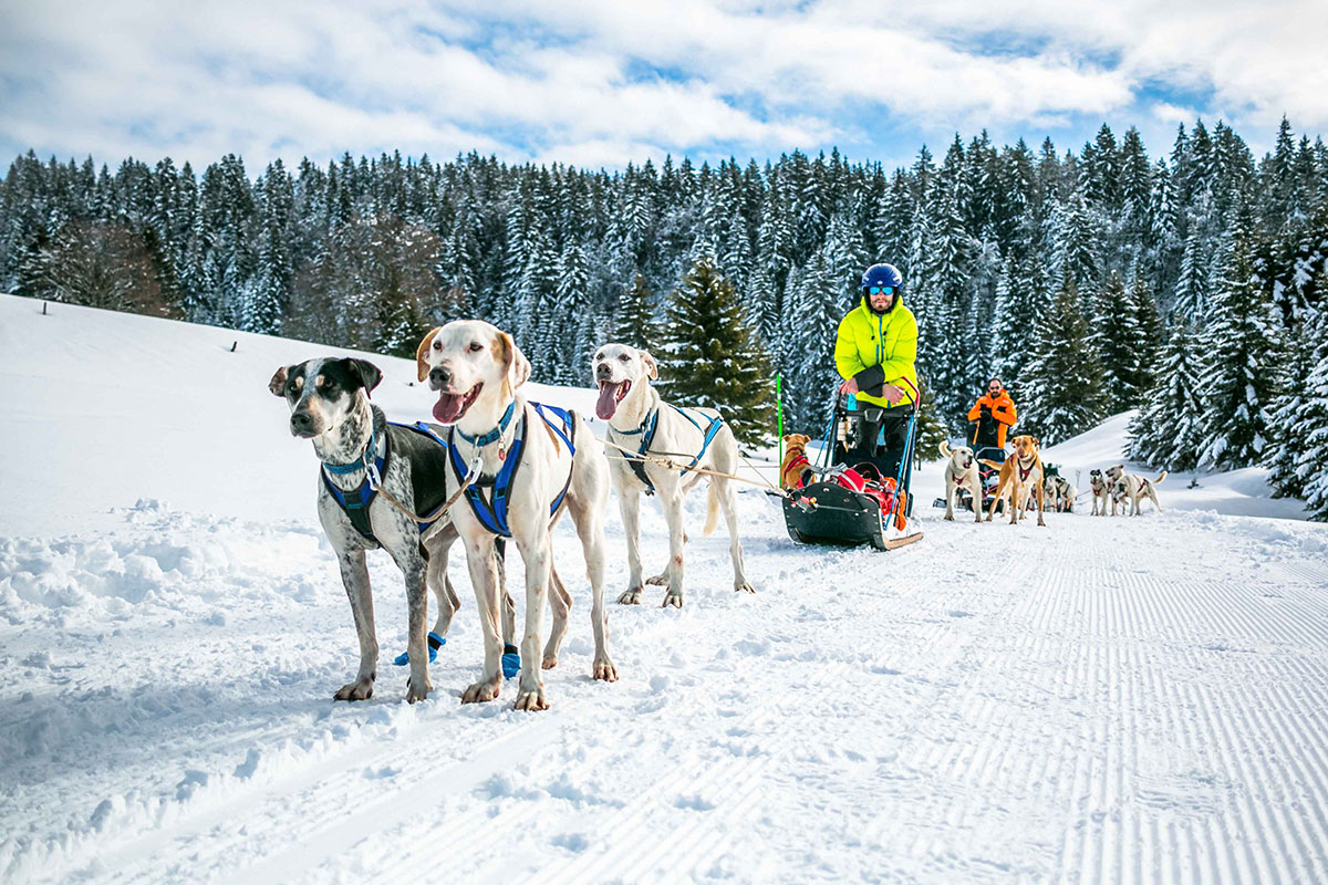 Balade en traîneau à chien dans le Haut-Jura 