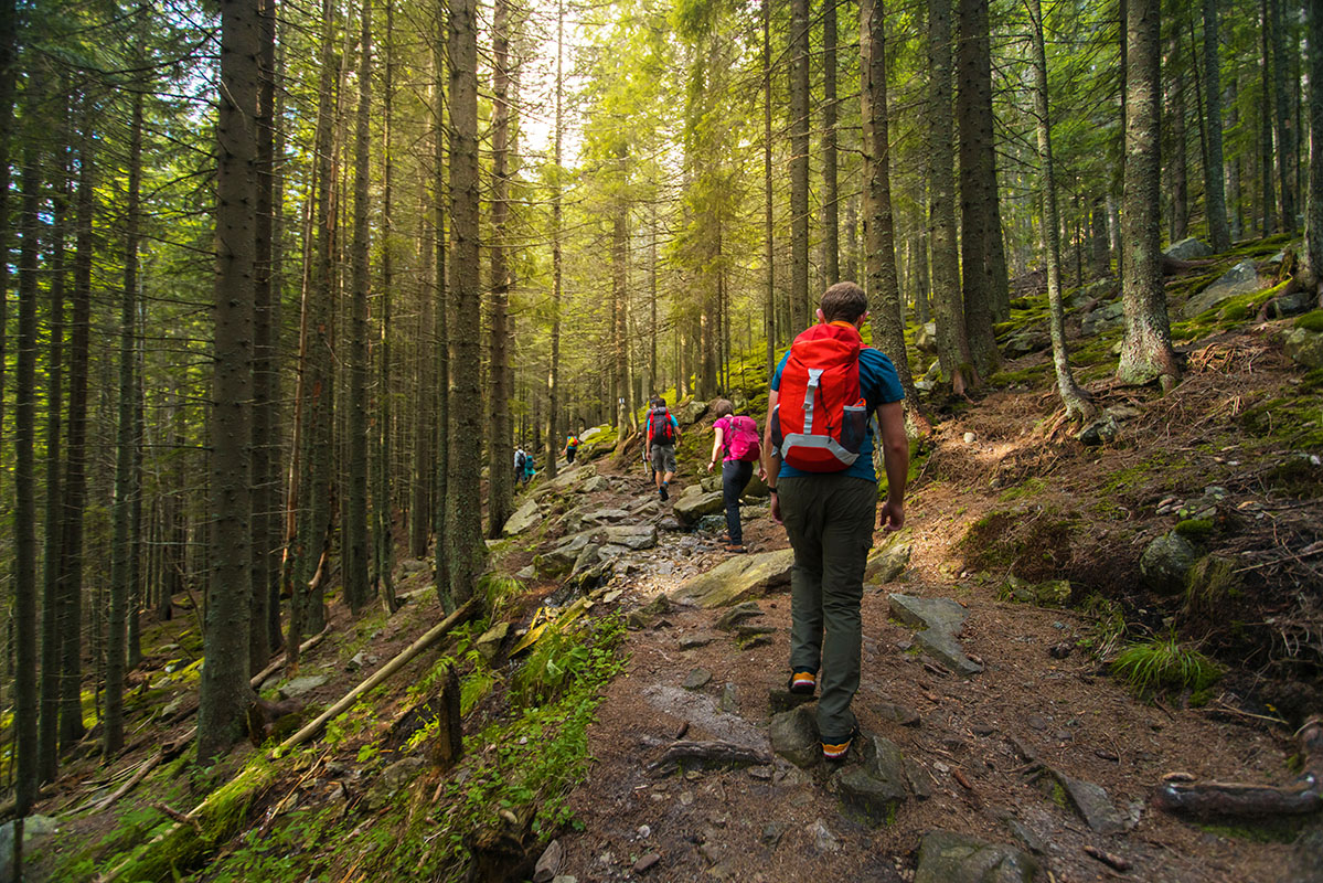 Randonnée en forêt